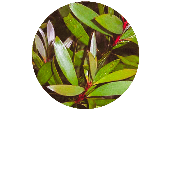 Niaouli Organic