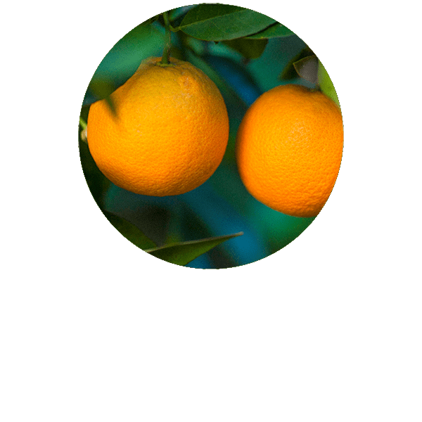 Orange douce BIO