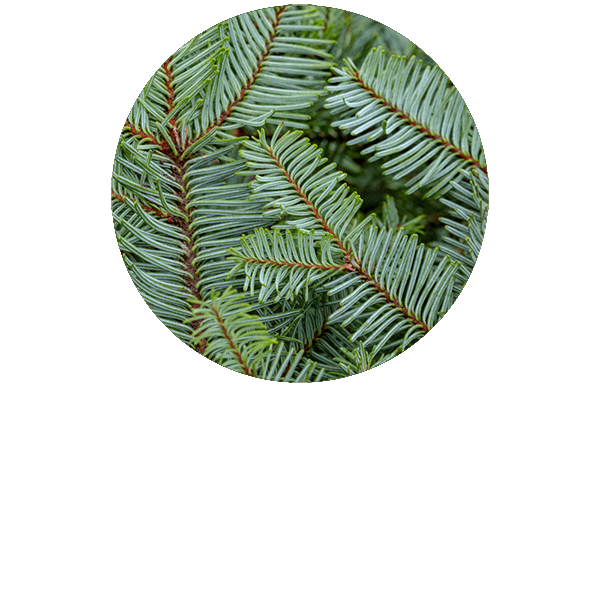 Pine Needle Organic