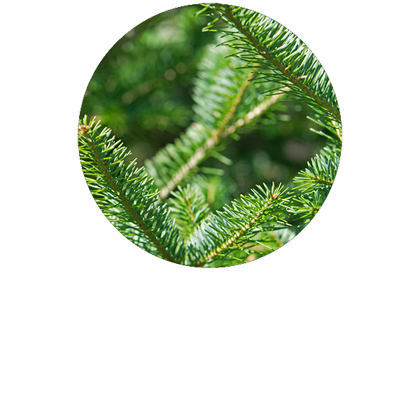 Pine Needle Organic