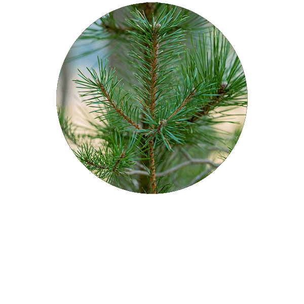 Scots Pine Organic