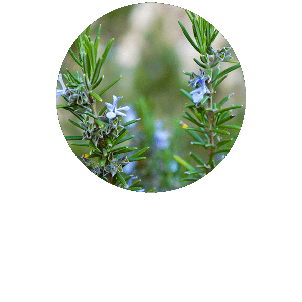 Rosemary Cineol Organic