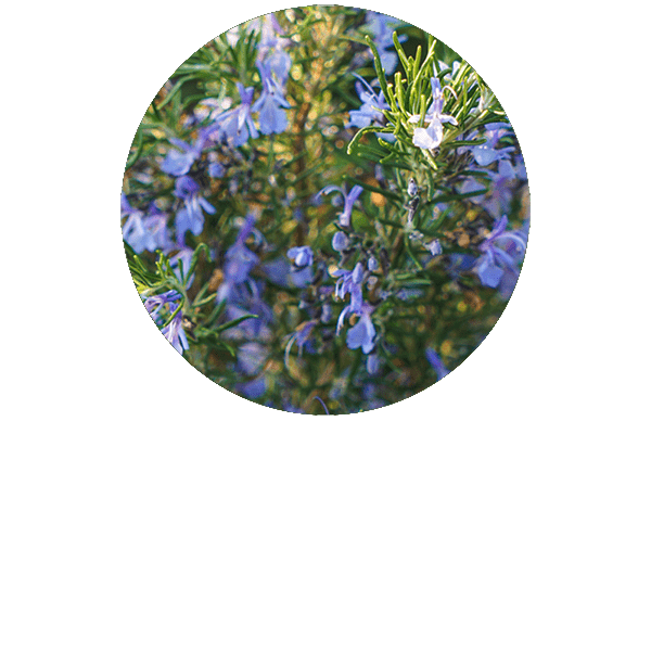 Rosemary Camphor Organic