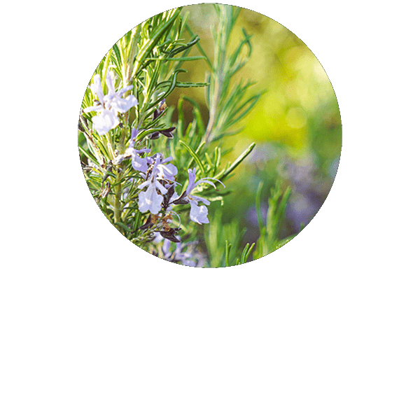 Rosemary Verbenone Organic