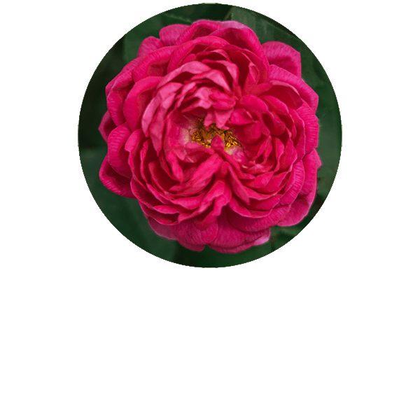 Rose Otto Organic
