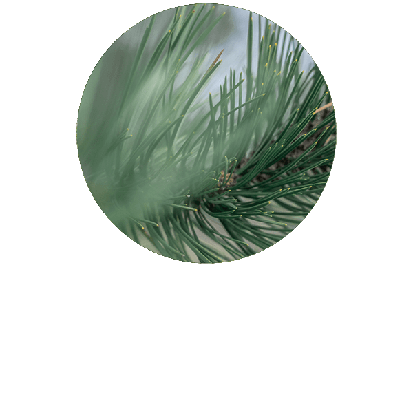 Silver Fir (White Fir) Organic