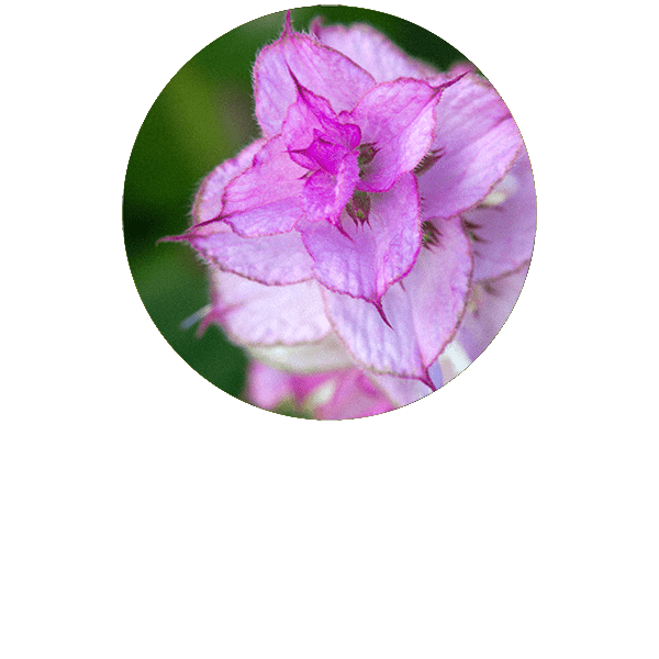 Clary Sage Organic
