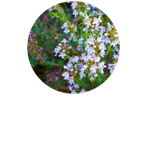 Thyme Borneol Organic