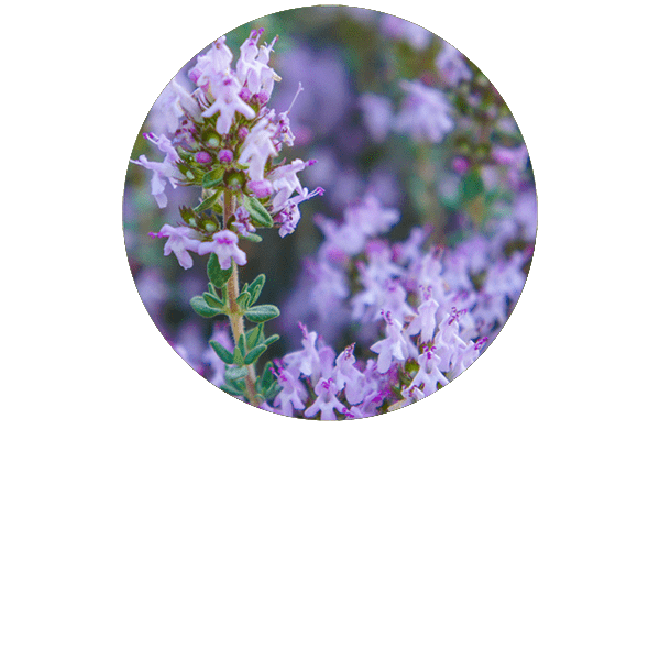 Thyme Thymol Organic