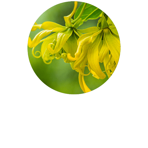 Ylang Ylang Complete Organic