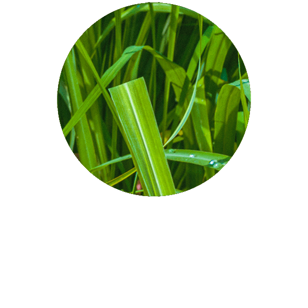 Palmarosa Organic