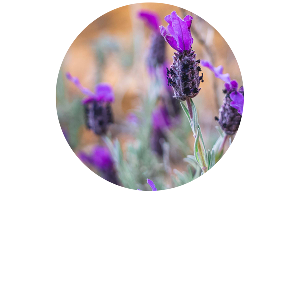 Lavender Stoechade Organic