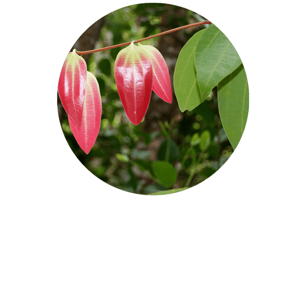 Cinnamon Leaf Organic