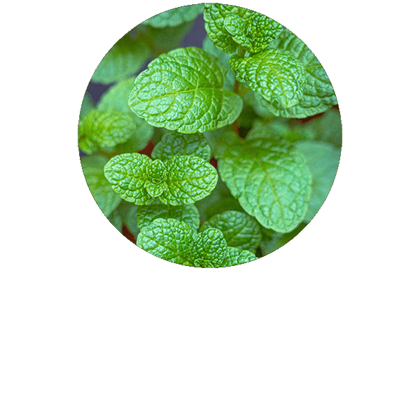 Spearmint Organic