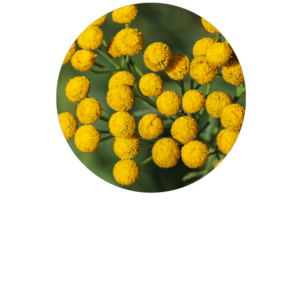 Blue Tansy Organic