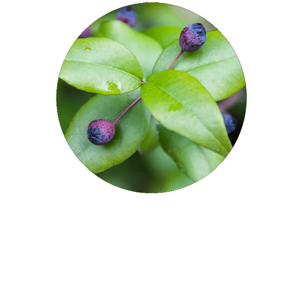 Red Myrtle Organic