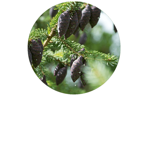 Black Spruce Organic