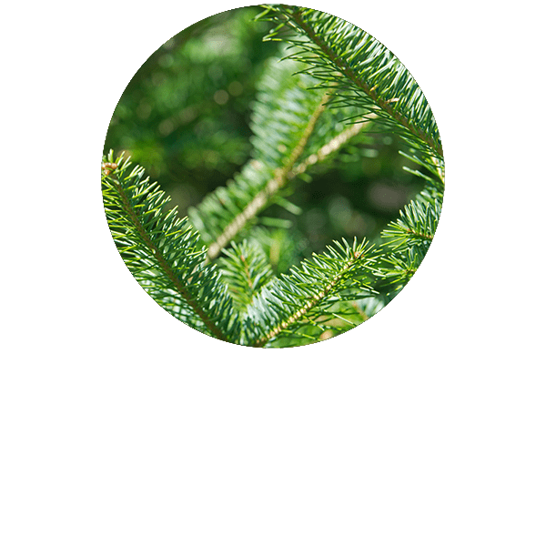 Balsam Fir Organic