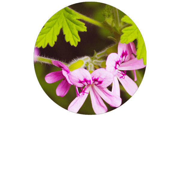 Géranium rosat BIO
