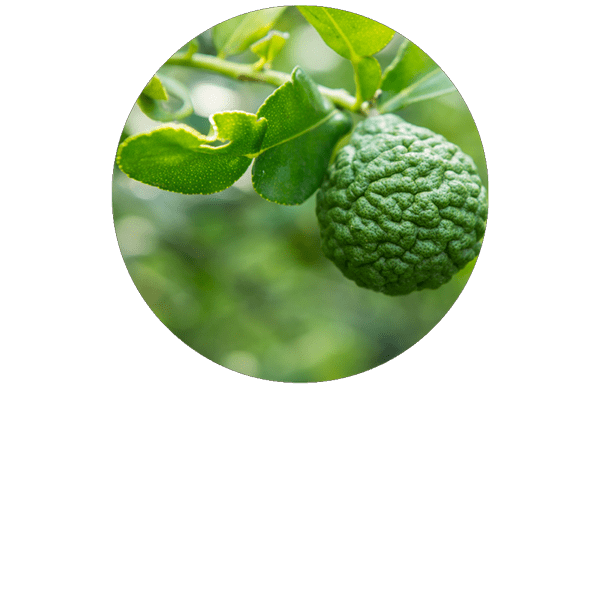 Bergamote sans bergaptene BIO