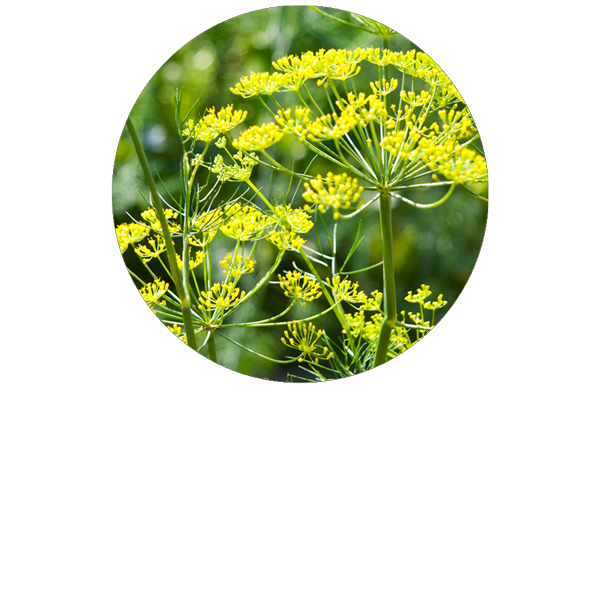 Aneth semence BIO