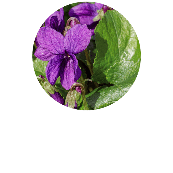 Violette absolue (feuilles)