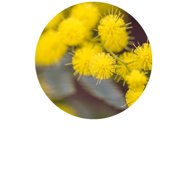 Mimosa absolue