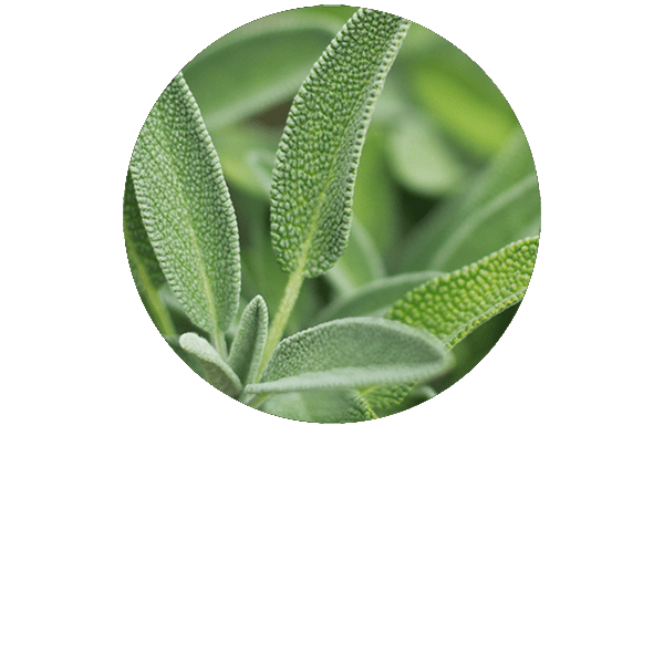 Sage Organic