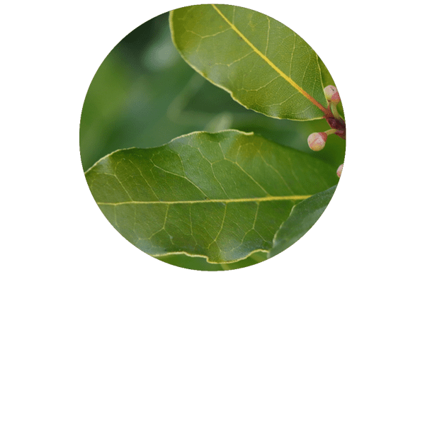 Bay Laurel Organic