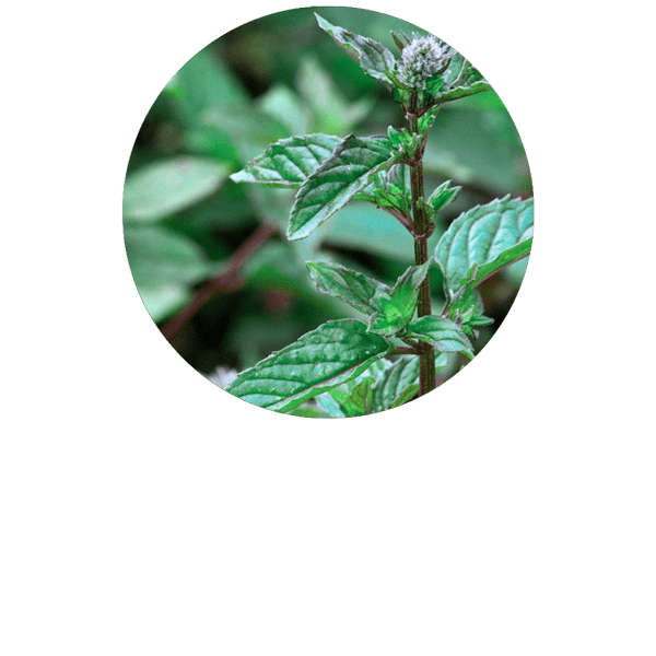 Menthe poivrée BIO
