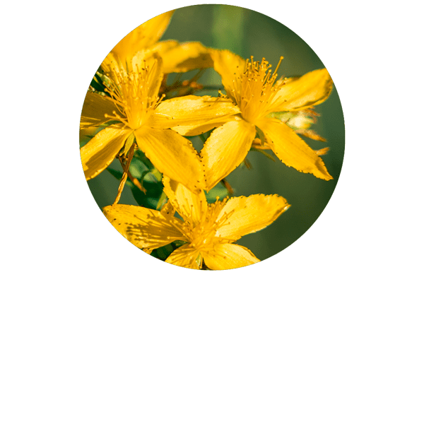 Millepertuis BIO