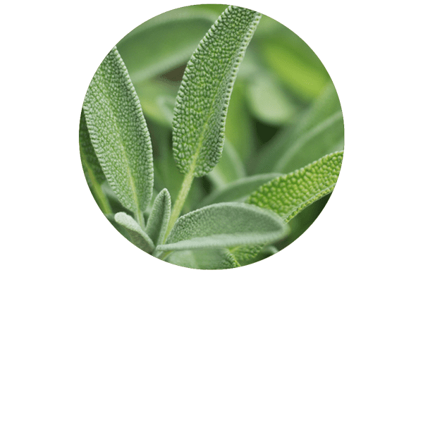 Sauge officinale BIO