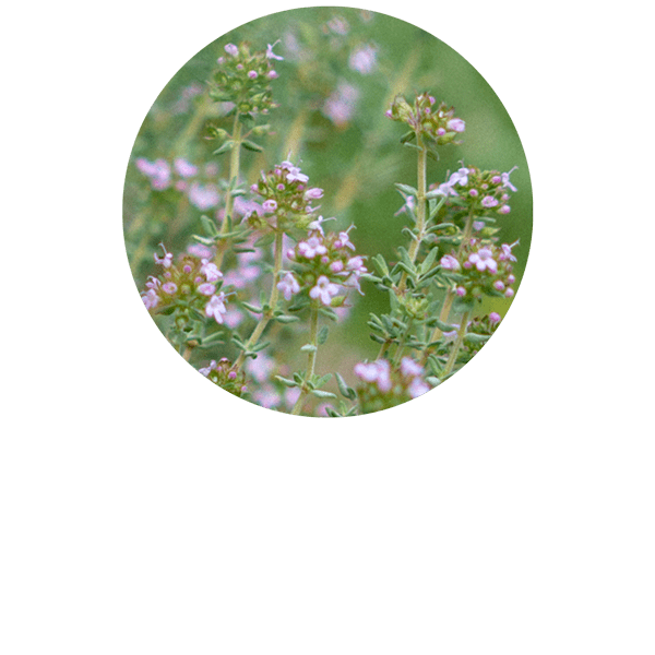Thym linalol BIO