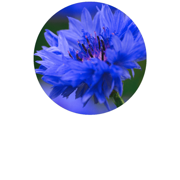 Bleuet BIO