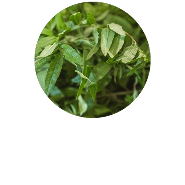 Verveine BIO