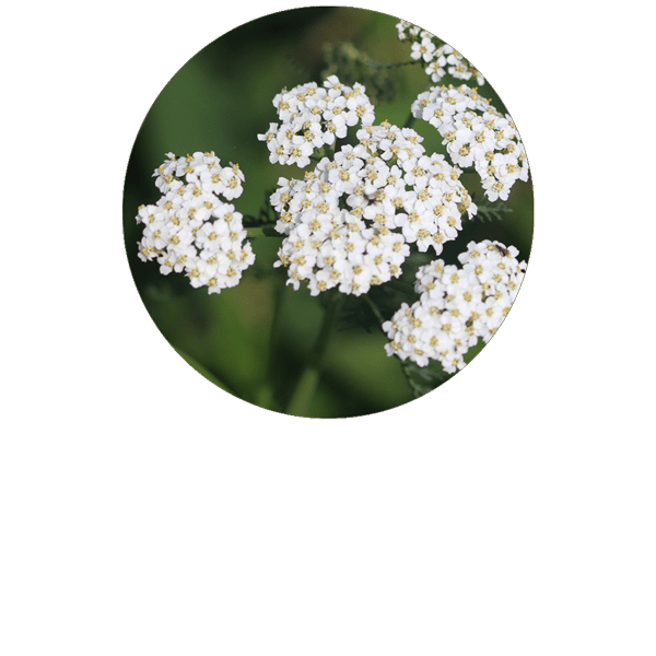 Achillée millefeuille BIO