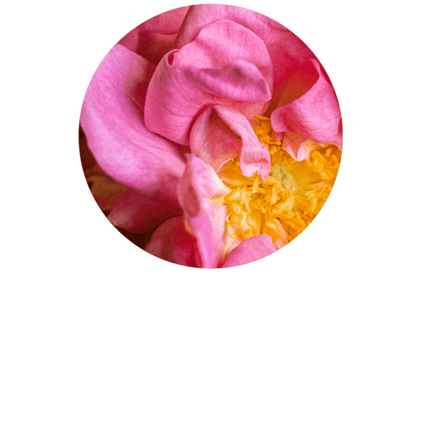 Rose centifolia BIO