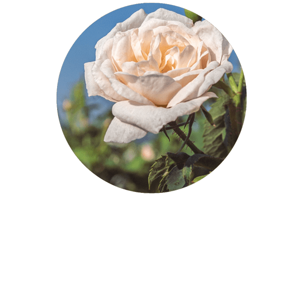 Rose Alba (White Rose) Organic