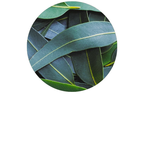 Eucalyptus globulus BIO