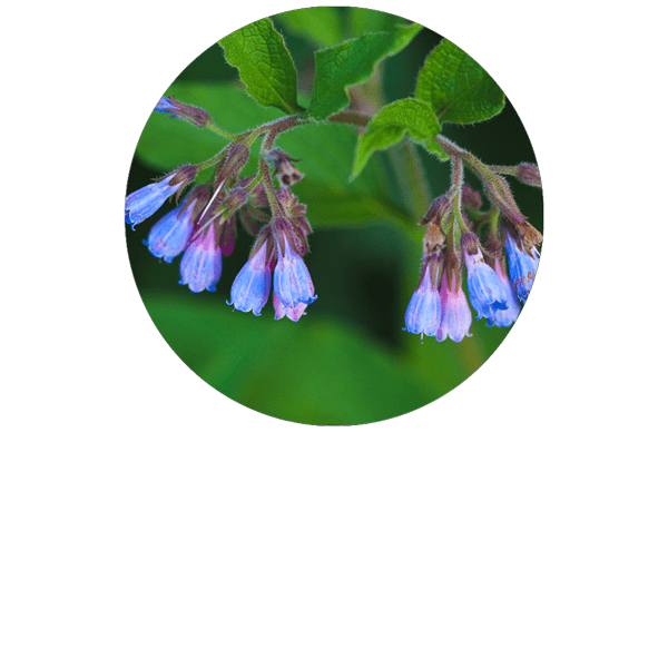 Comfrey Organic