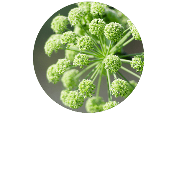 Angelica Root Organic