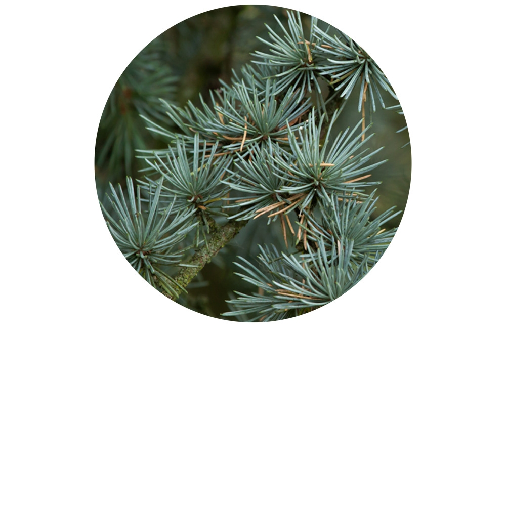 Cedar Of Lebanon Organic