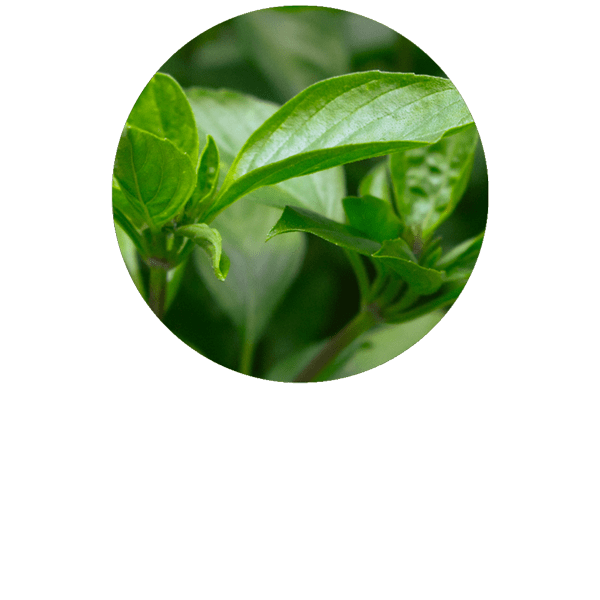 Basil Exotic Organic