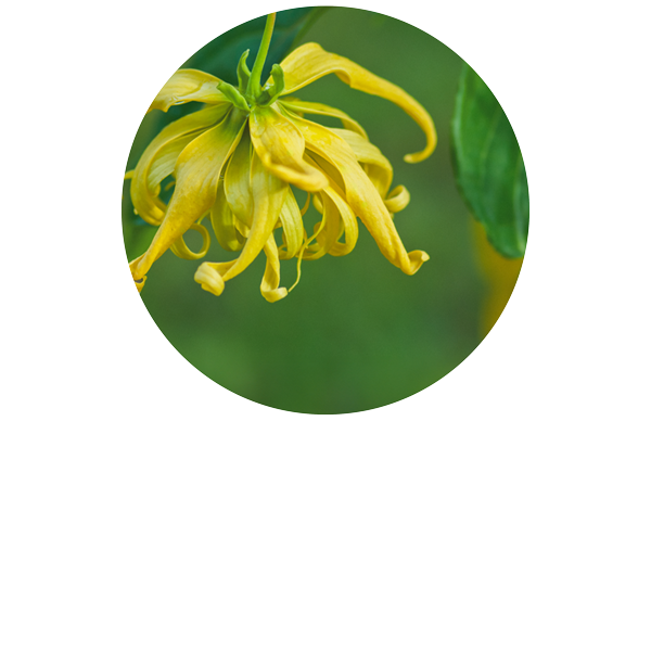 Ylang Ylang