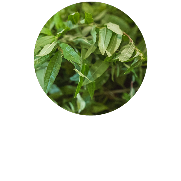 Extrait CO2 BIO Verveine de Grasse