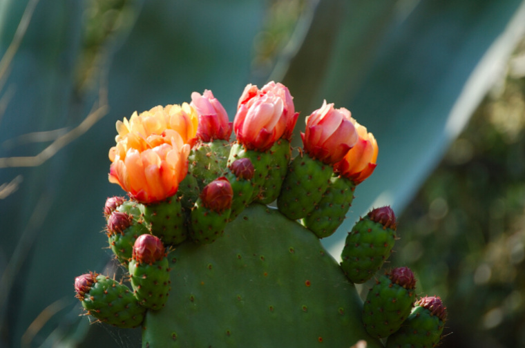 NEW THIS MONTH: OUR ORGANIC PRICKLY PEAR CARRIER OIL