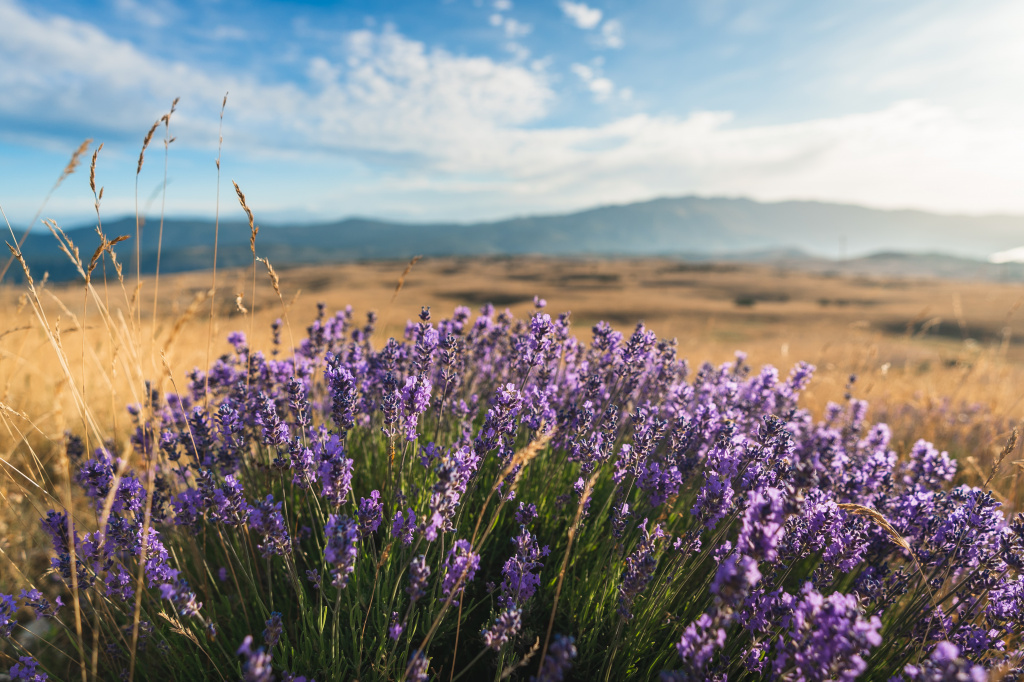 About the Wild Lavender