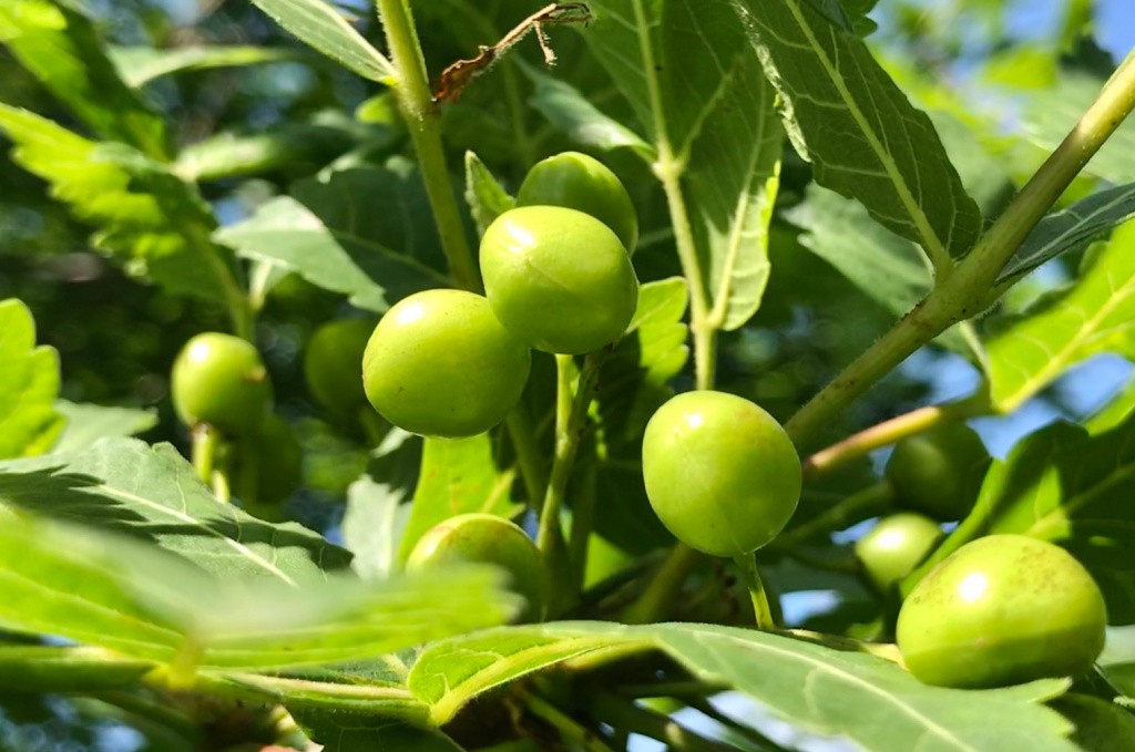 The Palo Santo Fruit Essential Oil