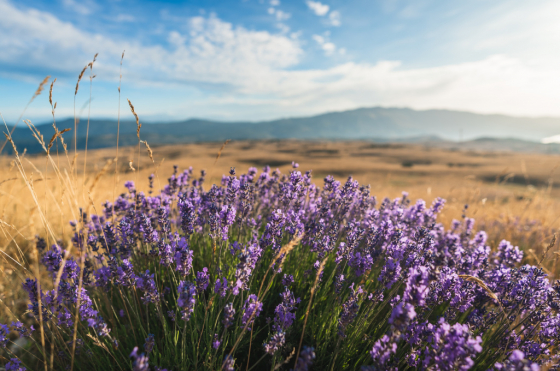 ABOUT THE WILD LAVENDER