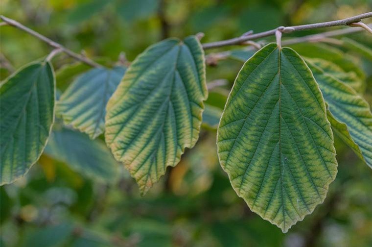 Organic Hamamelis (Witch Hazel) Hydrosol